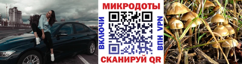 Псилоцибиновые грибы Cubensis  гидра tor  Тарко-Сале 